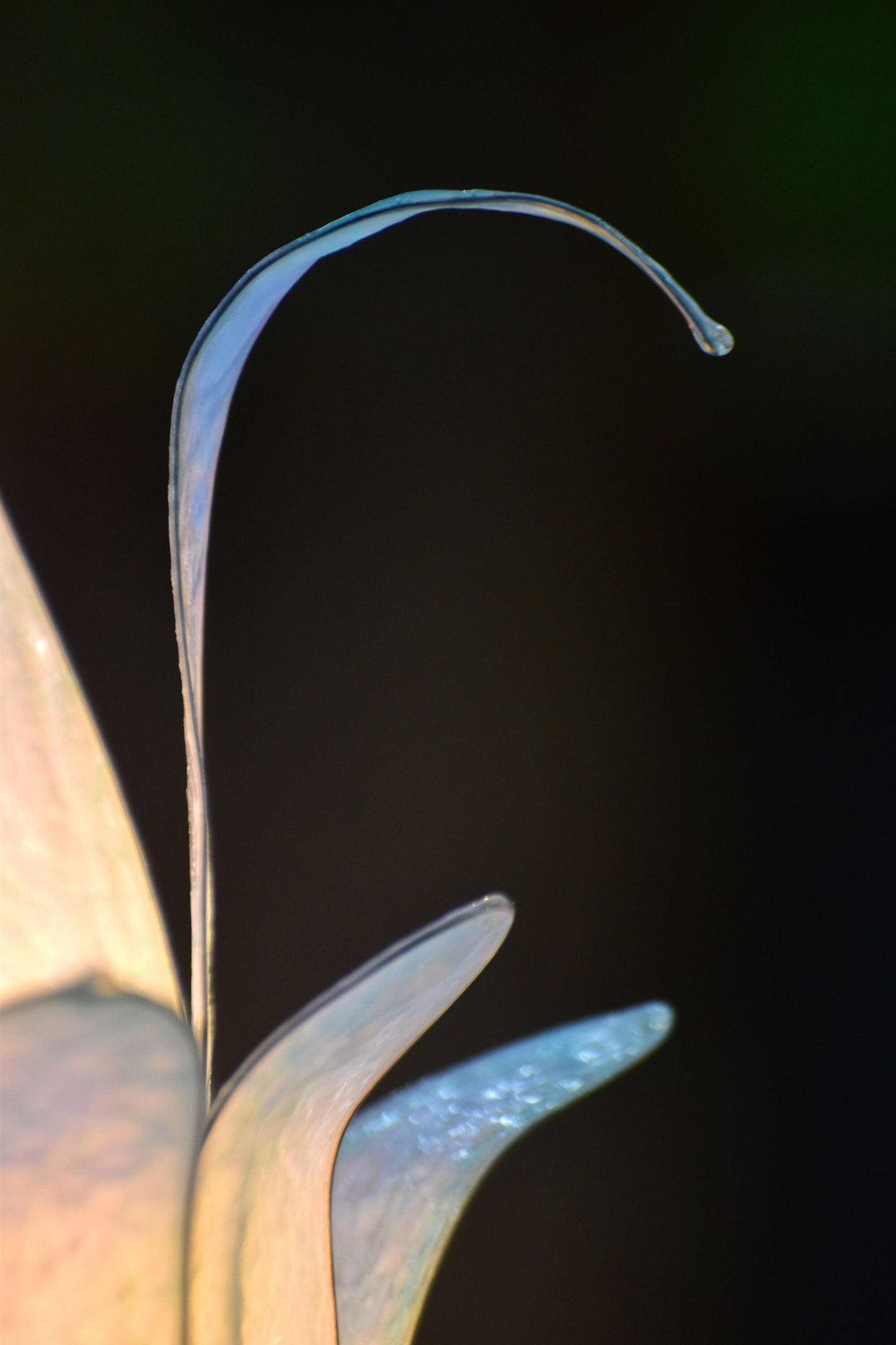 Lampada da tavolo a forma di fiore di loto azzurro e bianco