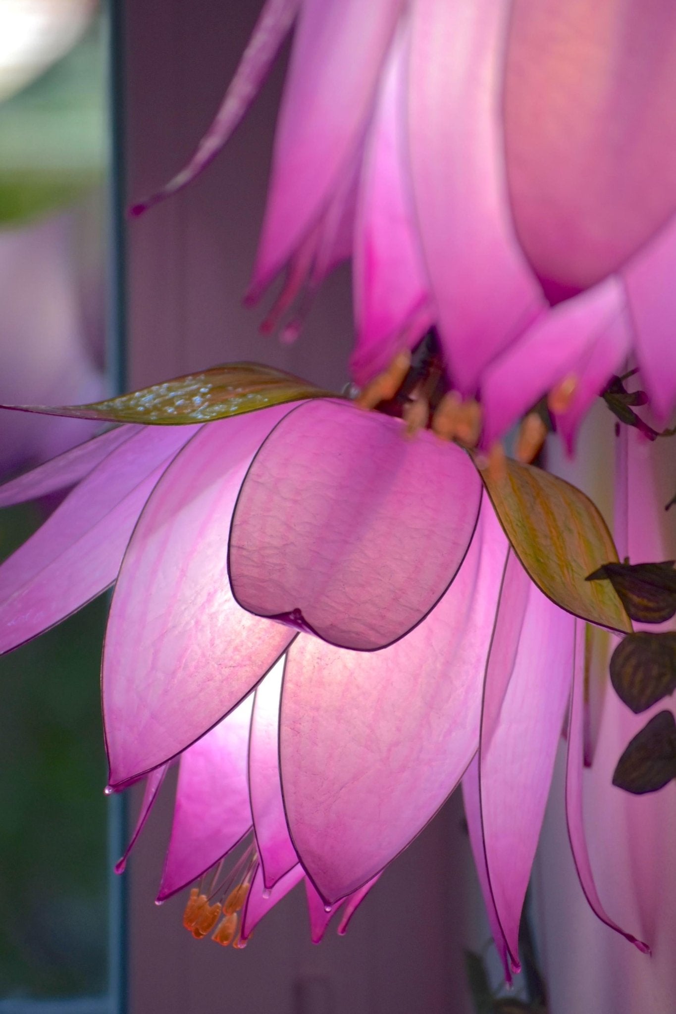 lampada da muro 3 luci rampicanti di boccioli rosa per arredamento floreale fiabesco - Fiorediluce