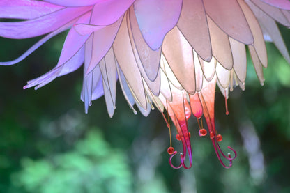 Lampada a sospensione a forma di fiore rosa tenue e bianco in resina - Fiorediluce